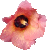 Hibiscus tiliaceus